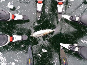 Ice skating Sweden fish